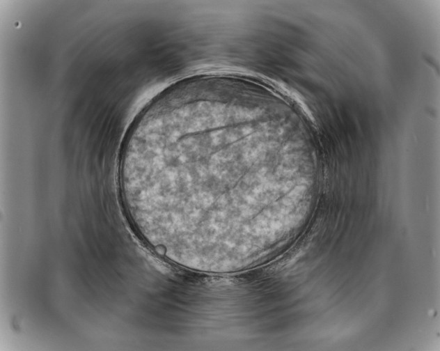 X0000096661231200803041154