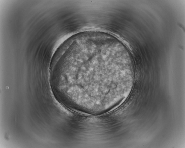 X0000096661239200803041154