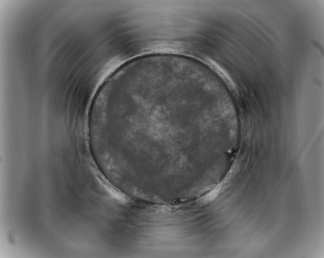 X0000096661240200803041154