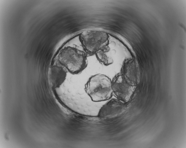 X0000096661245200803041154