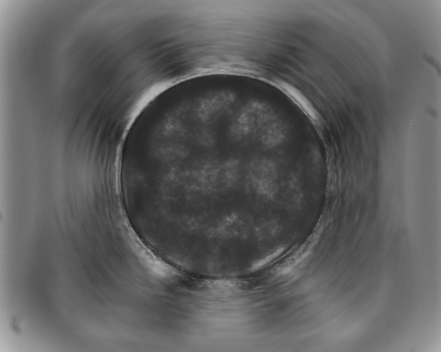 X0000096661246200803041154