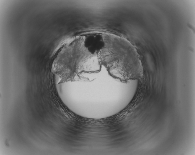 X0000096661255200803041153