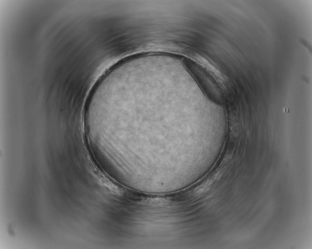 X0000096661280200803041153