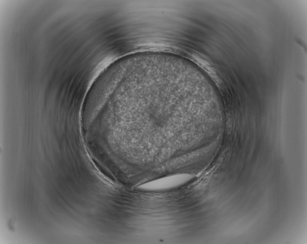 X0000096661283200803041153