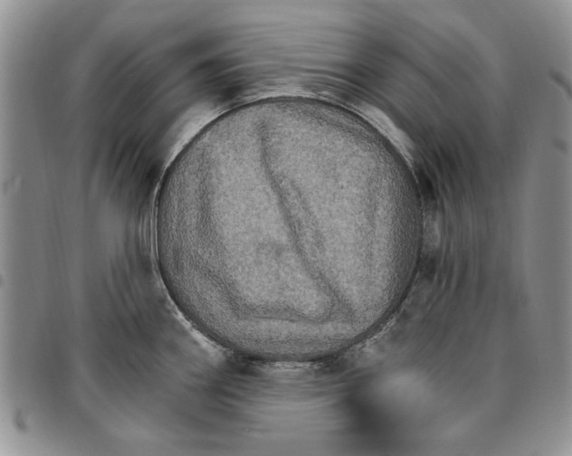 X0000096661290200803041153