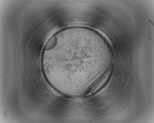 X0000096661333200803041153