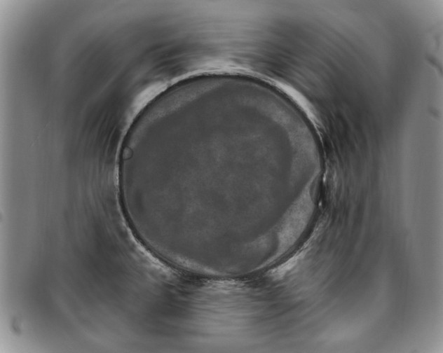 X0000096661335200803041153