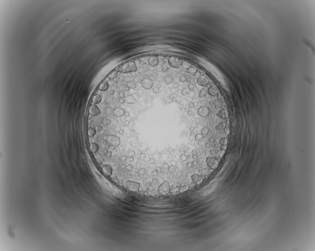 X0000096661338200803041153