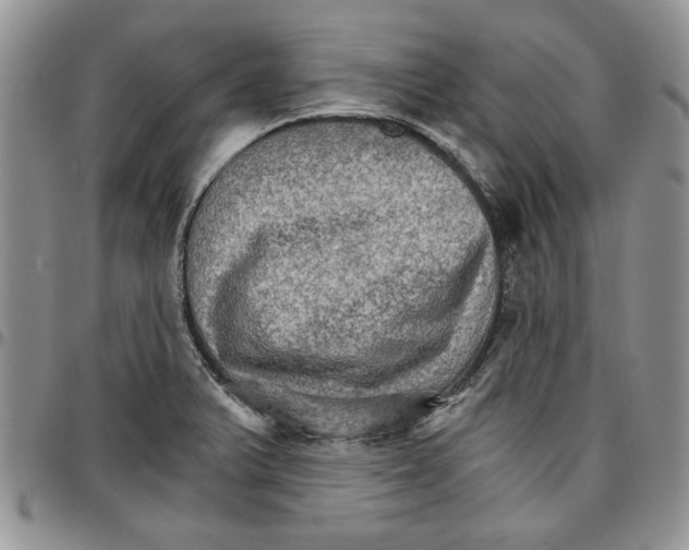 X0000096661375200803041152