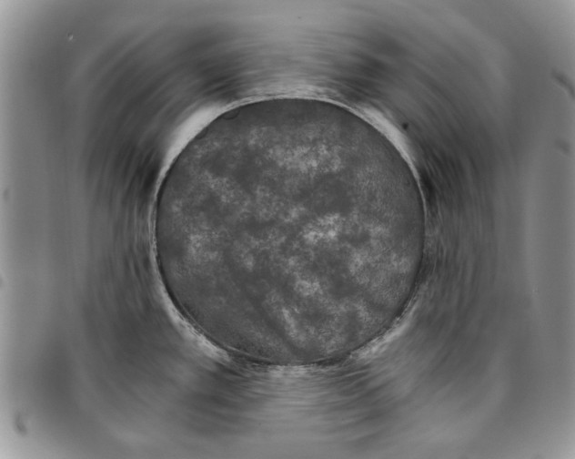 X0000096661389200803041152