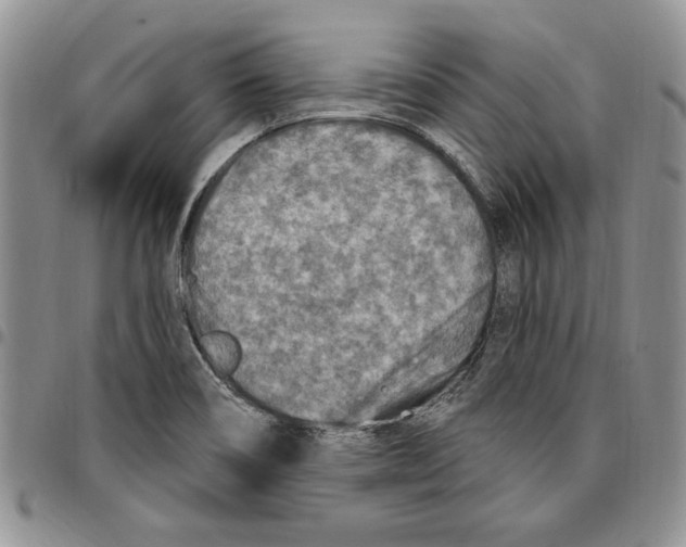 X0000096661466200803041151