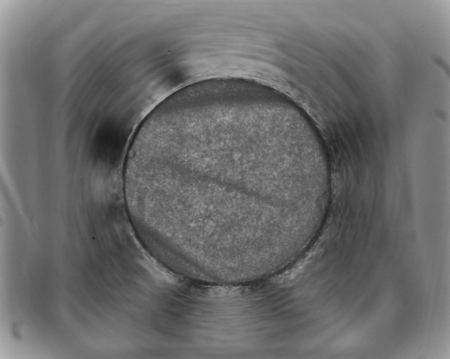 X0000096661521200803041150