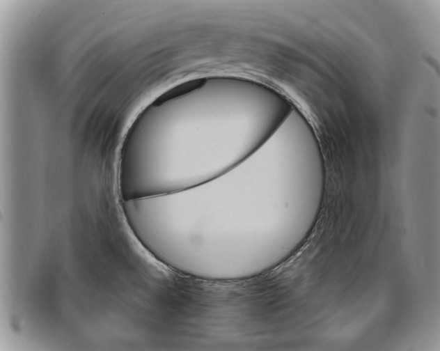 X0000096661528200803041150