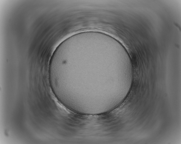 X0000096661534200803041150