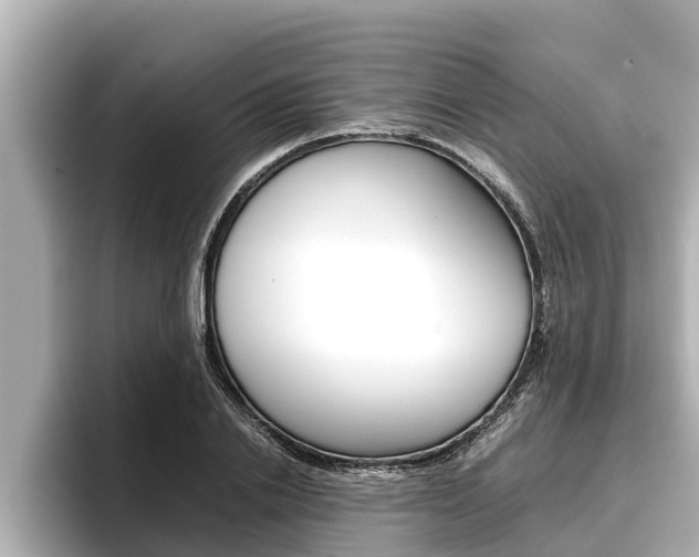 X0000096670838200802051008
