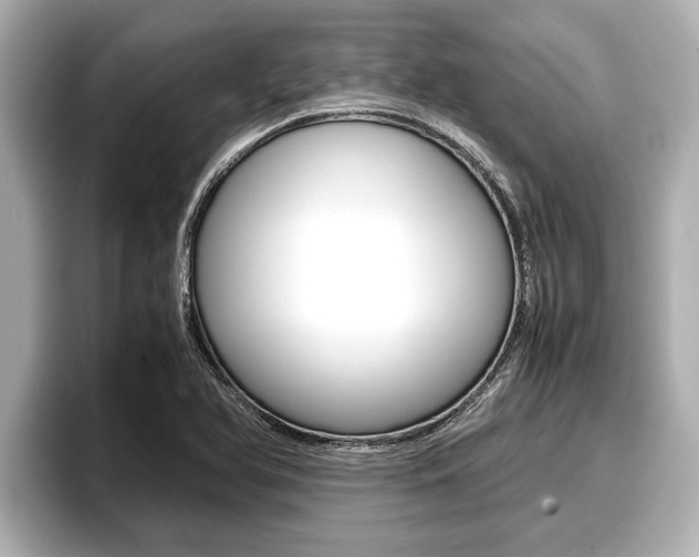 X0000096671366200802051001