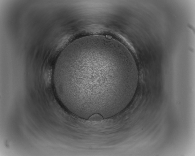 X0000096670018200802051233
