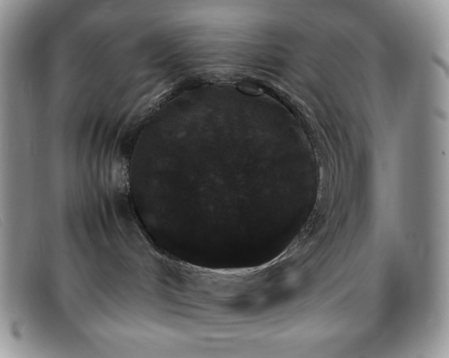 X0000096670048200802051233