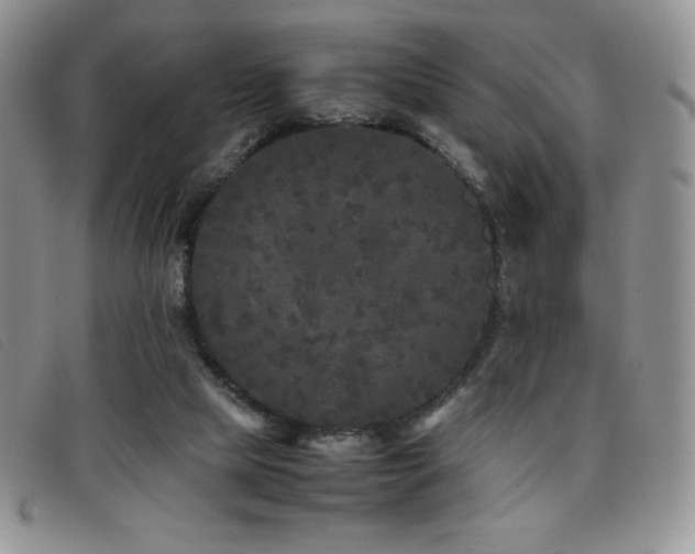 X0000096670065200802051232