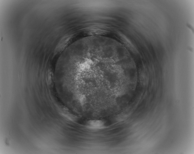 X0000096670169200802051231