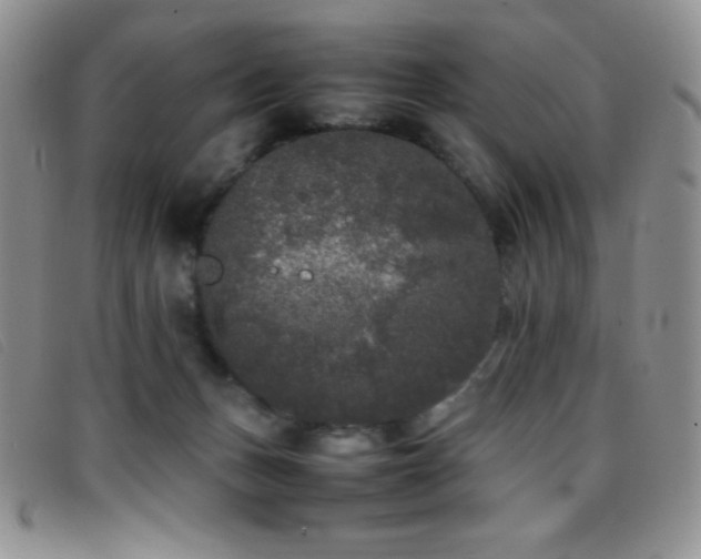 X0000096670175200802051231