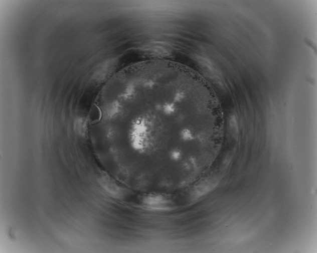 X0000096670177200802051231