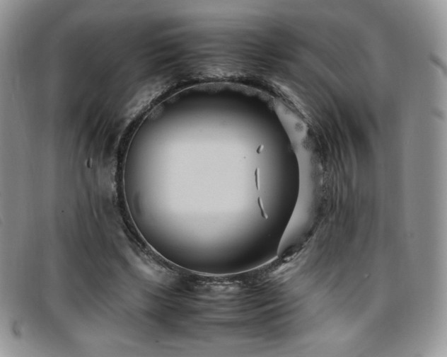 X0000096670443200802051226