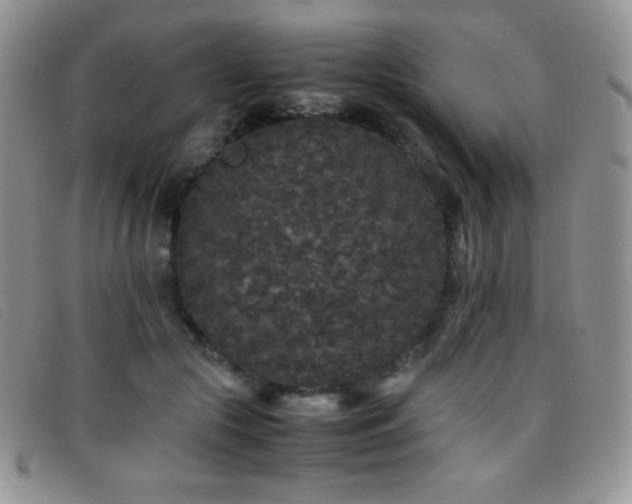 X0000096670553200802051225