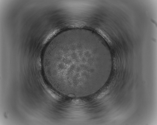 X0000096670634200802051223