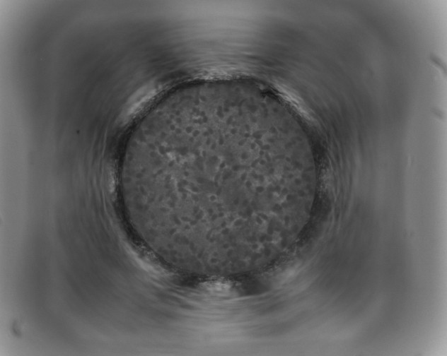X0000096670687200802051223