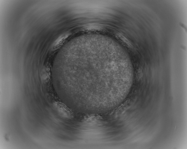 X0000096670824200802051220