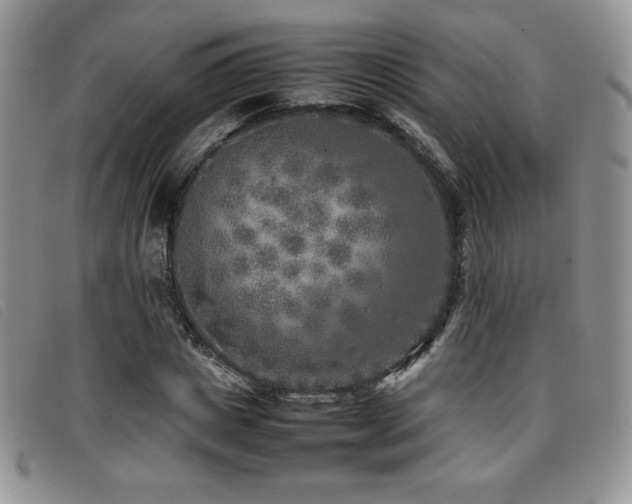 X0000096670825200802051220