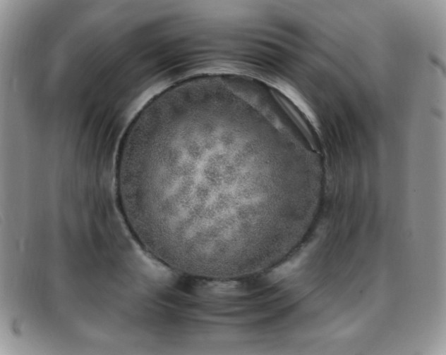 X0000096670845200802051221