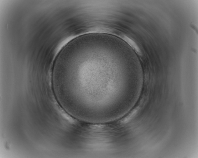X0000096670854200802051221