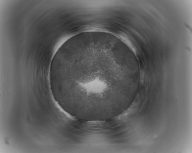 X0000096670863200802051221