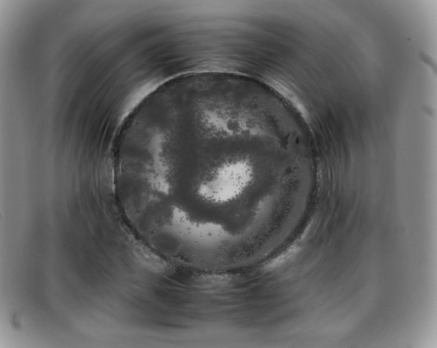 X0000096670925200802051219
