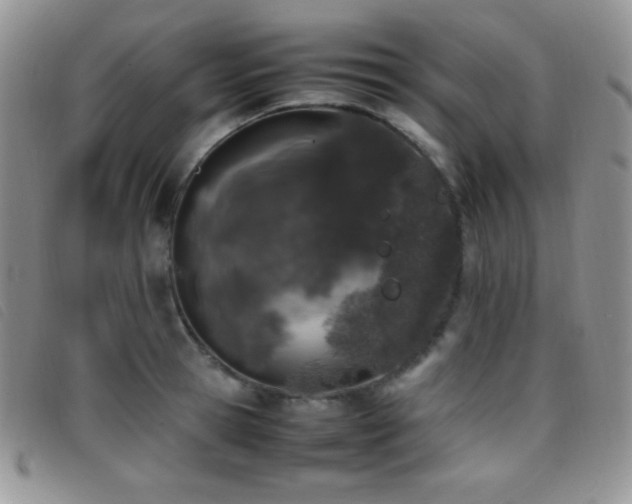X0000096670945200802051219