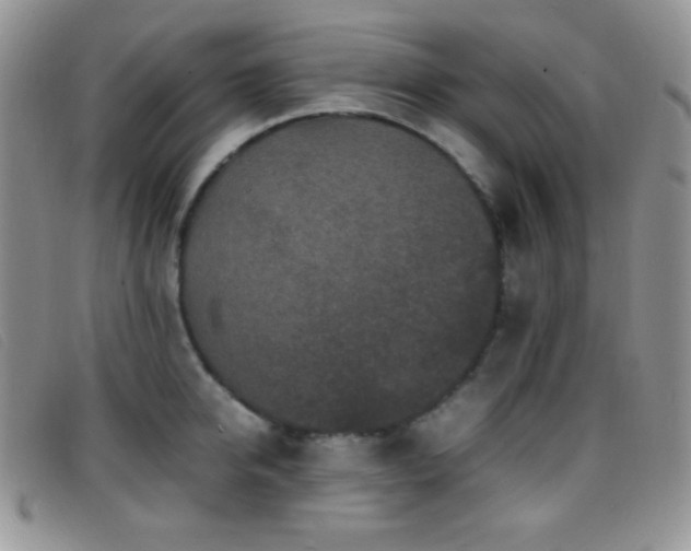 X0000096670950200802051219