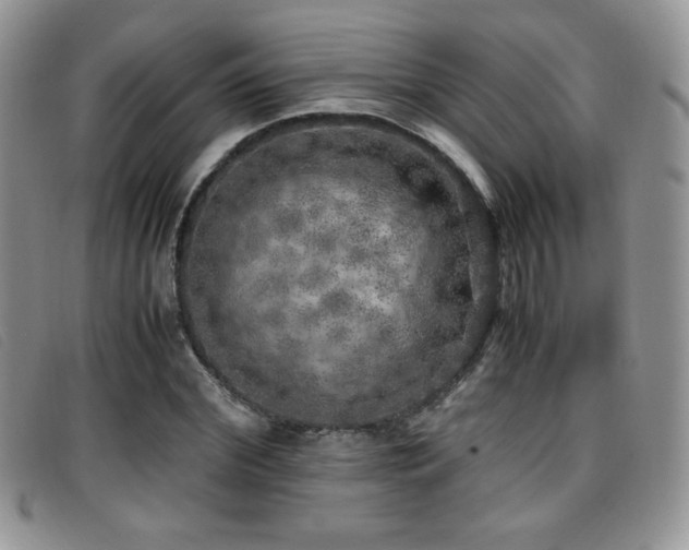 X0000096670972200802051218