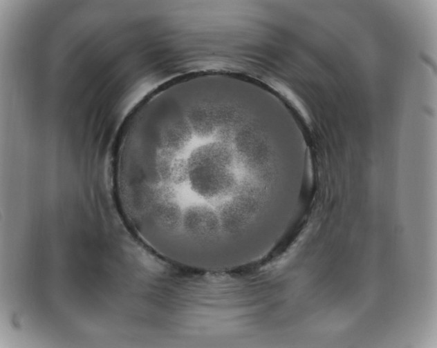 X0000096670983200802051218