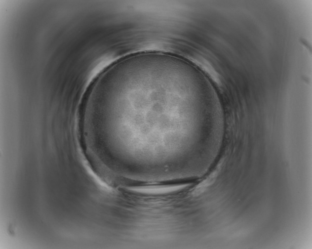 X0000096670991200802051218