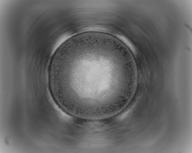 X0000096670999200802051218