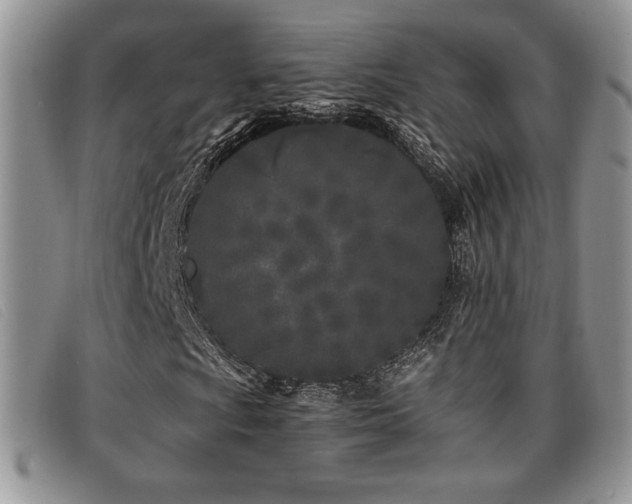 X0000096671009200802051217