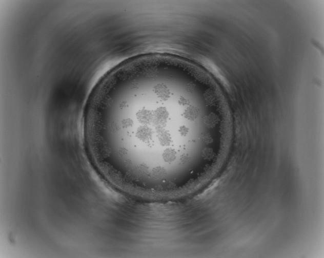 X0000096671032200802051218