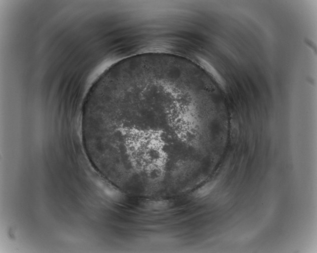 X0000096671035200802051218