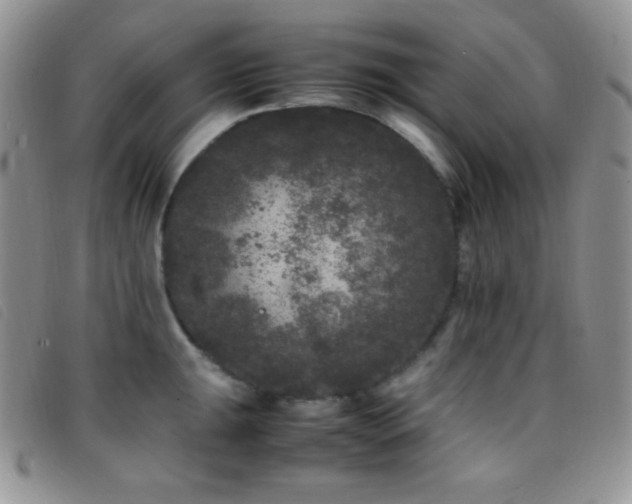 X0000096671047200802051218