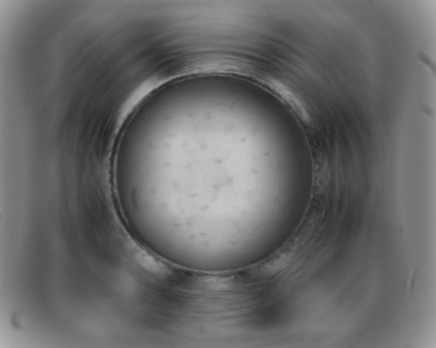X0000096671086200802051217