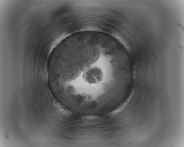 X0000096671117200802051216