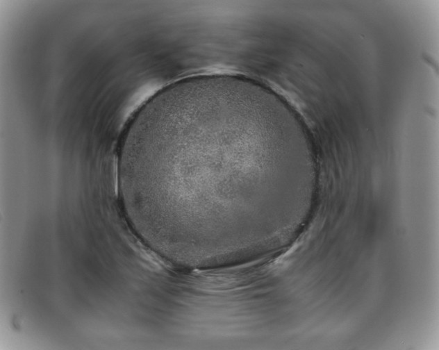 X0000096671171200802051216