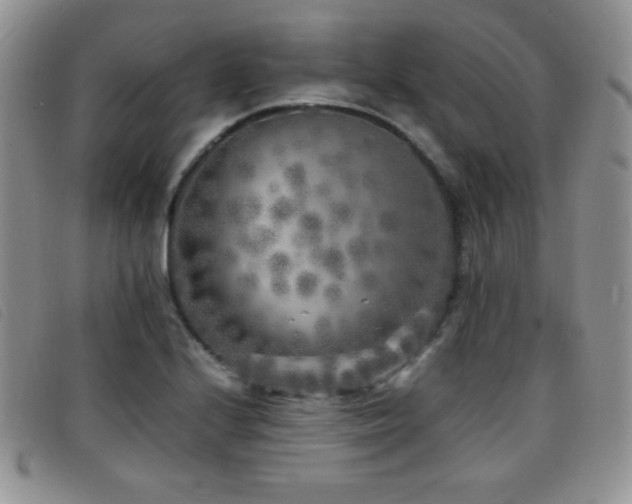 X0000096671224200802051215